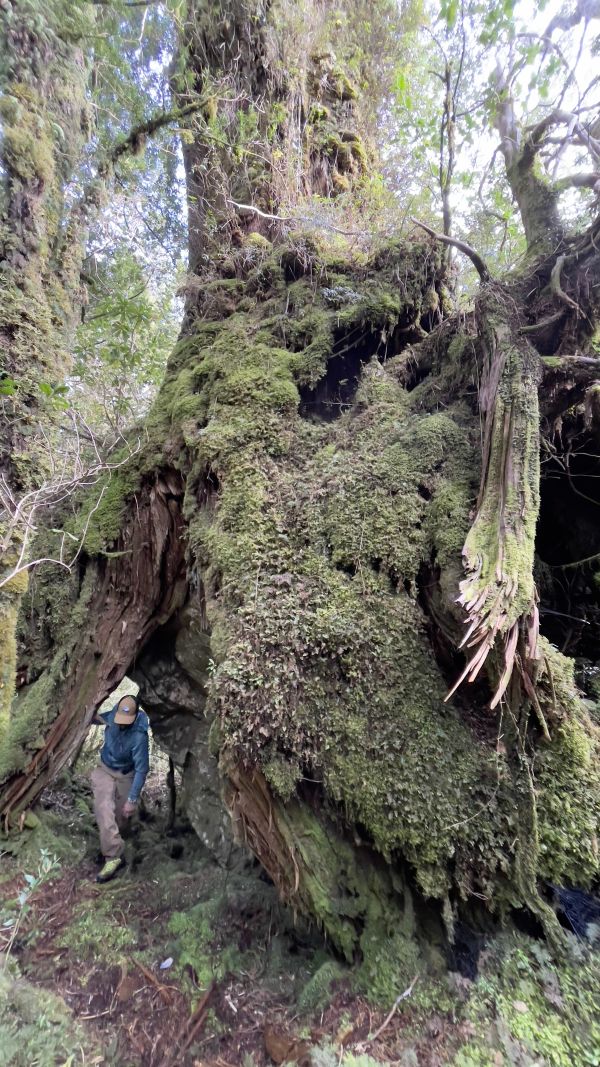 Ancient Alerce trees
